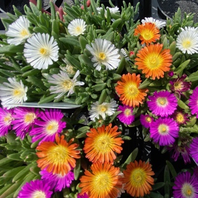 ijsbloem-delosperma-triomio-orange-white