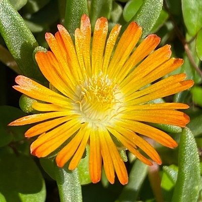 ijsbloemen_delosperma-cultivars-suntropics-copper