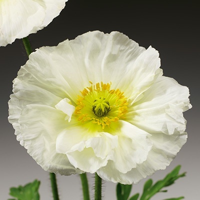 ijslandse-klaproos-papaver-nudicaule-pulchinella-white