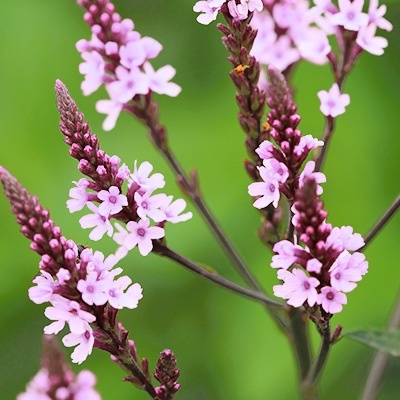ijzerhard-verbena-officinalis-bampton