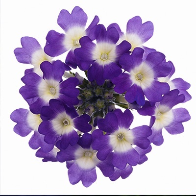 ijzerhard-verbena-x-peruviana-samira-blue-with-eyes