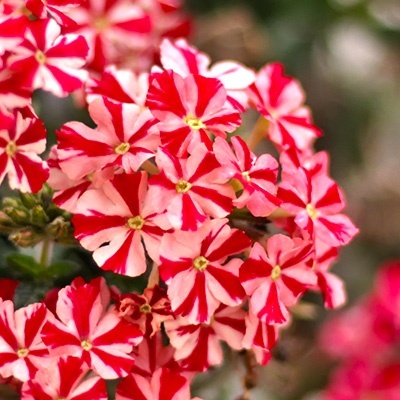 ijzerhard-verbena-x-peruviana-samira-deep-red-stars