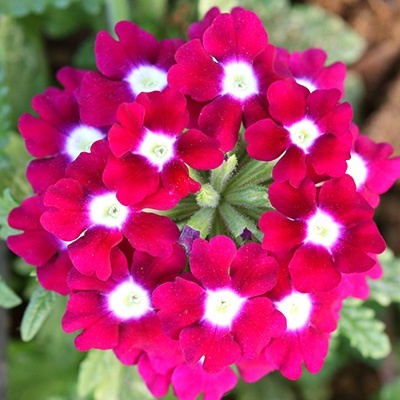ijzerhard-verbena-x-peruviana-samira-up-cherry-eyes