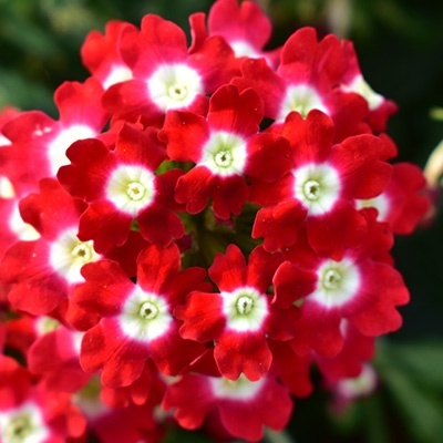 ijzerhard-verbena-x-peruviana-samira-up-scarlet-eyes