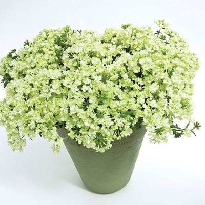 ijzerhard_verbena-hybrida-lanai-xl-lime-green