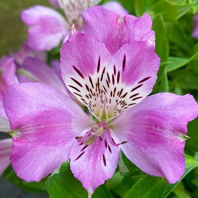 incalelie-alstroemeria-compact-lucas