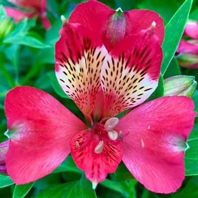 incalelie-alstroemeria-compact-stella