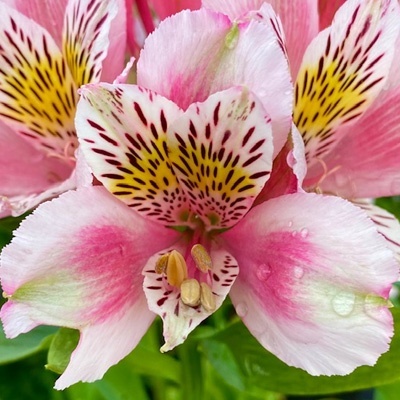 incalelie-alstroemeria-dukes-william