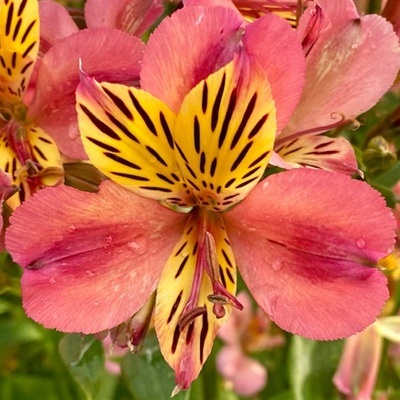 incalelie-alstroemeria-majestic-avrille