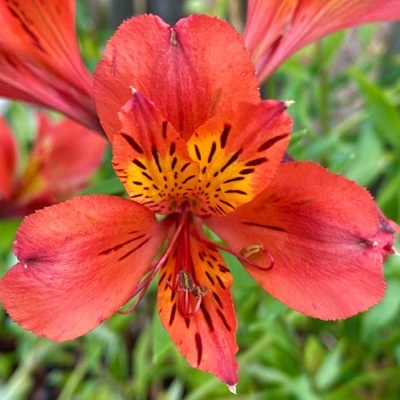 incalelie-alstroemeria-majestic-brissac