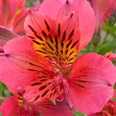 incalelie-alstroemeria-majestic-tierce