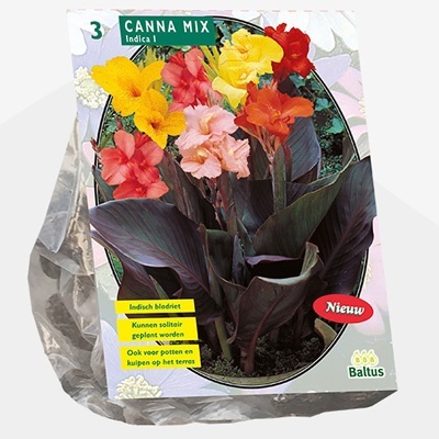 indisch_bloemriet_canna-gemengd-per-3
