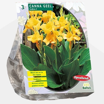 indisch_bloemriet_canna-groenblad-geel-per-3