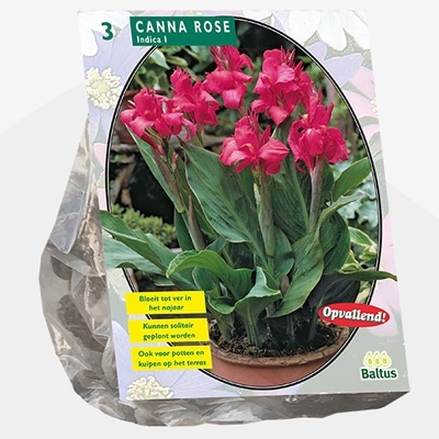 indisch_bloemriet_canna-groenblad-roze-per-3