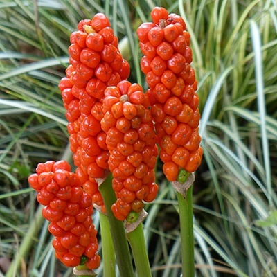 italiaanse-aronskelk-arum-italicumsch