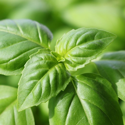 italiaanse-groene-basilicum-ocimum