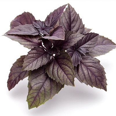 italiaanse-rode-basilicum-ocimum