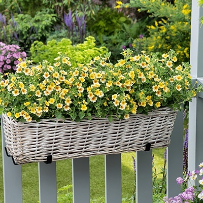 jamesbrittenia_jamesbrittenia-breviflora-goldstar