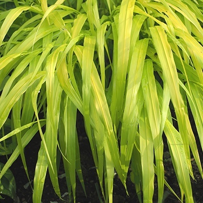japans_berggras_hakonechloa-m-all-gold