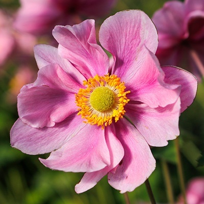 japanse-anemone-anemone-hupehensis-serenade