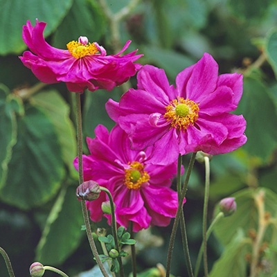 japanse_anemone_anemone-hupehensis-bressingham-glow