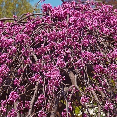judasboom-cercis-canadensis-lavender-twist