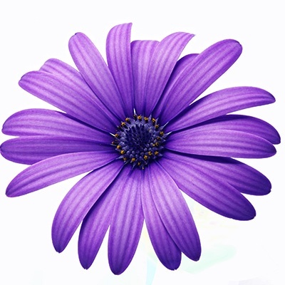 kaapse-margriet-osteospermum-ecklonis-erato-compact-blues_1686288717