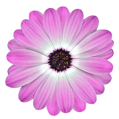 kaapse-margriet-osteospermum-ecklonis-erato-compact-rose-bicolors