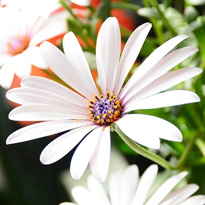 kaapse-margriet-osteospermum-ecklonis-erato-compact-whites