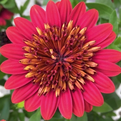 kaapse_margriet_osteospermum-ecklonis-erato-double-red