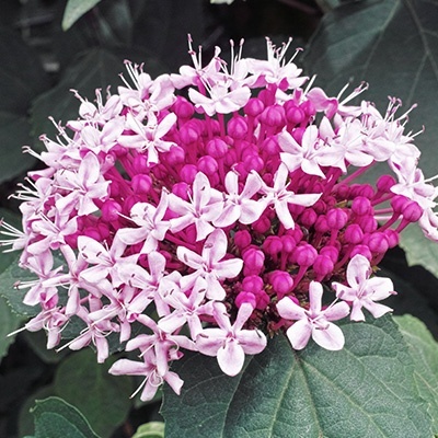 kansenboom-clerodendron-bungei