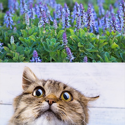 kattenschrik-coleus-canina