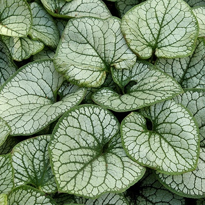 kaukasisch_vergeet-mij-nietje_brunnera-m-mr-morse-eu25449pp19947