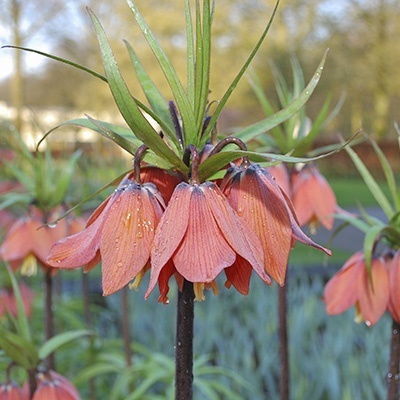 keizerskroon-fritillary-imperialis-beethovensch