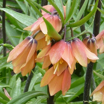 keizerskroon-fritillary-imperialis-early-fantasy