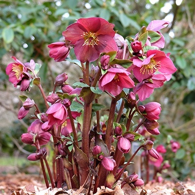kerstroos-helleborus-frostkiss-anna_s-red