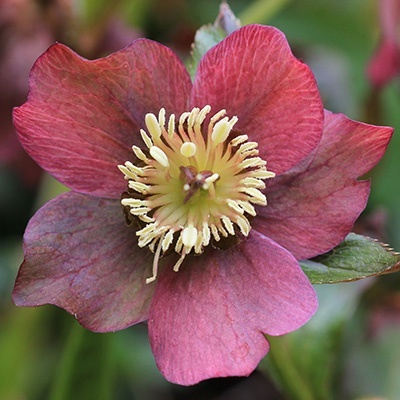 kerstroos_helleborus-x-hybridus