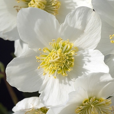 kerstroos_helleborus-x-hybridus2