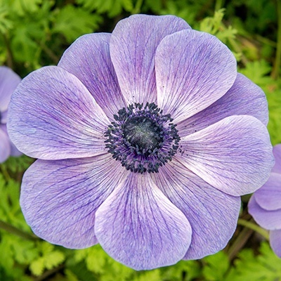 klaproos-anemoon-anemone-coronaria-animo-f1-pastel-blue