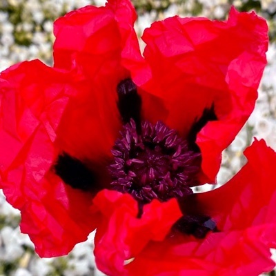 klaproos-papaver-orientale-beauty-of-livermere