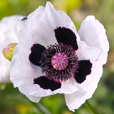 klaproos-papaver-orientalis-royal-wedding