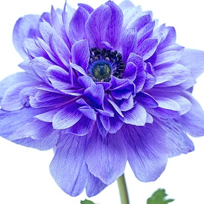 klaproos_anemoon_anemone-coronaria-animo-double-f1-blue-colours