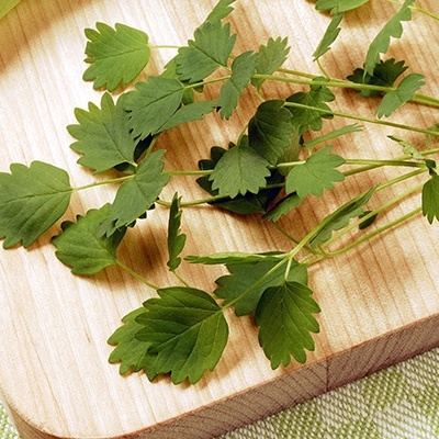 kleine-pimpernel-sanguisorba-minor