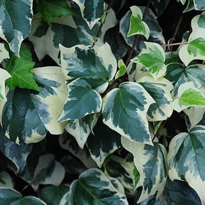 klimop-hedera-alg-gloire-de-marengo