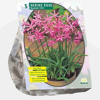 kliplelie_nerine-bowdenii-roze-per-5