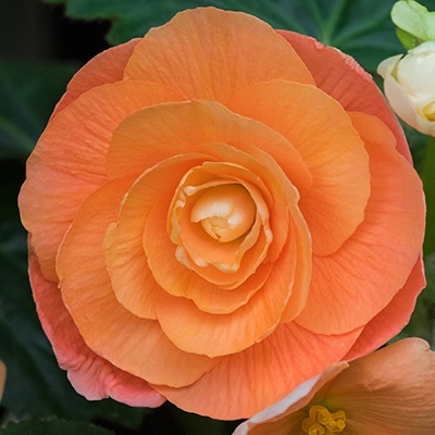 knolbegonia-begonia-x-tuberhybrida-nonstop-f1-oranges