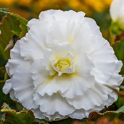 knolbegonia-begonia-x-tuberhybrida-nonstop-f1-whites