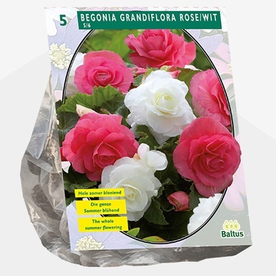 knolbegonia_begonia-dubbel-duo-rozewit-per-5