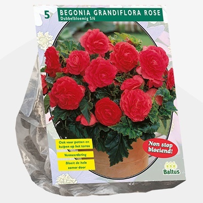 knolbegonia_begonia-dubbel-roze-per-5