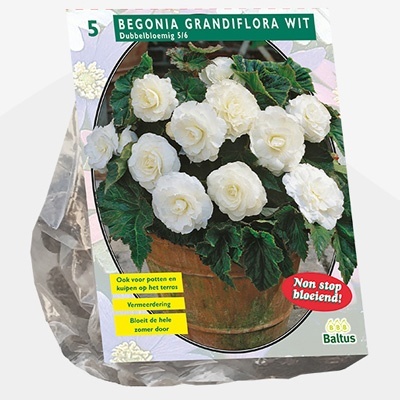 knolbegonia_begonia-dubbel-wit-per-5